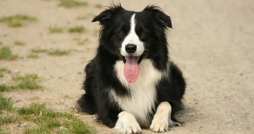 Pies Dog Niemiecki Charakter Cena Wady I Zalety Pieselek pl Pies Dog Niemiecki Charakter Cena Wady I Zalety Pieselek pl